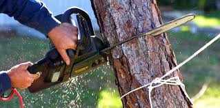 Best Tree Disease Treatment  in Enochville, NC