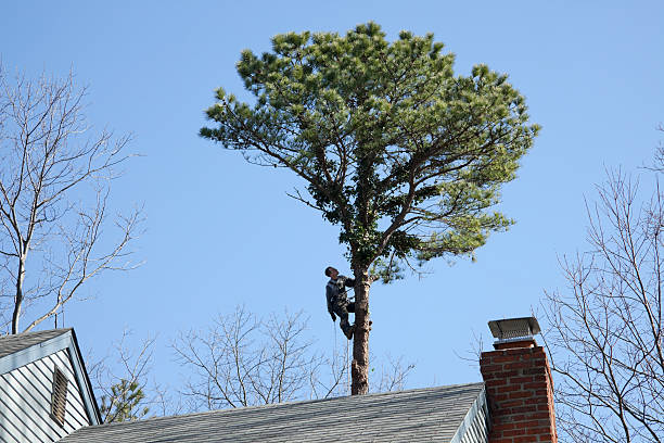 Best Leaf Removal  in Enochville, NC